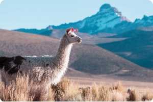 Cultural exploration packages
