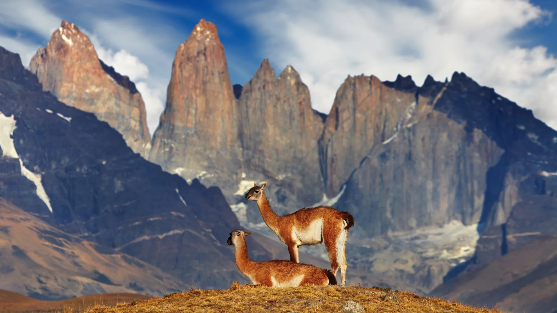 Guanakos vor den Torres del Paine in Patagonien, Chile