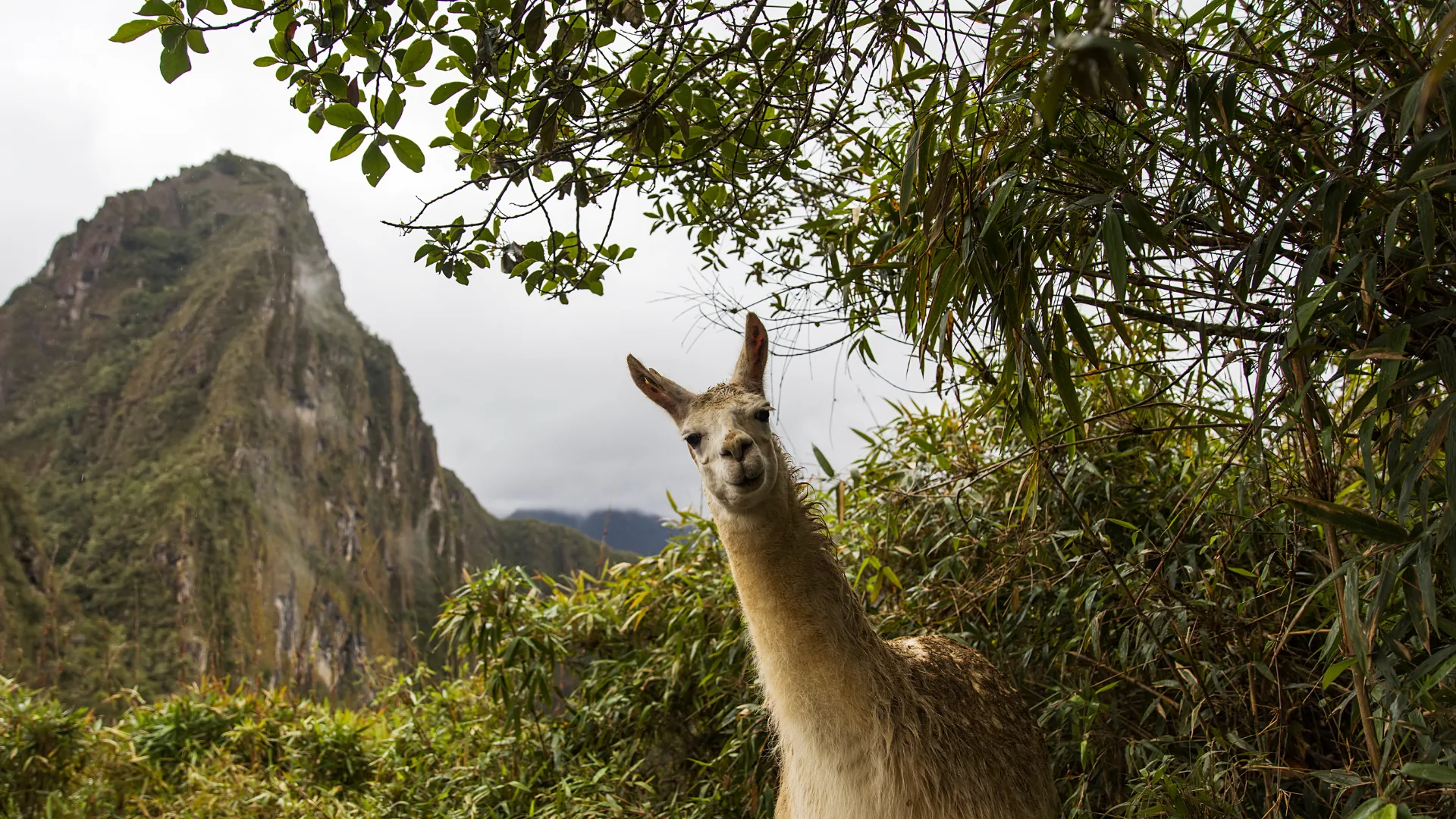 Lama in der gr&uuml;nen Berglandschaft bei Machu Picchu, Peru
